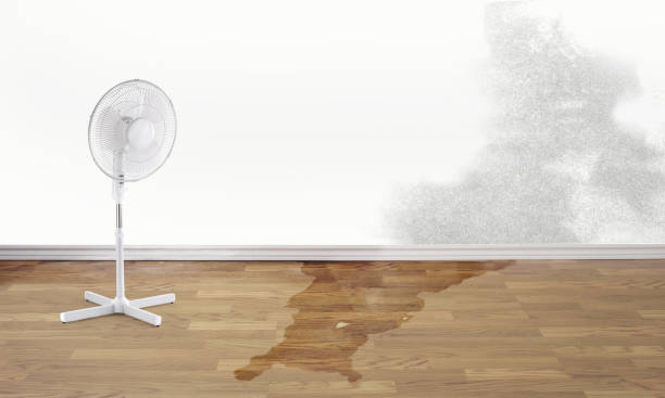 Best Mold removal after water damage  in Hays, KS